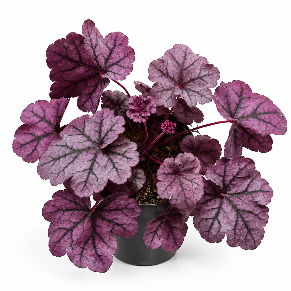 heuchera morada, heuchera púrpura, planta heuchera, heuchera de hojas moradas