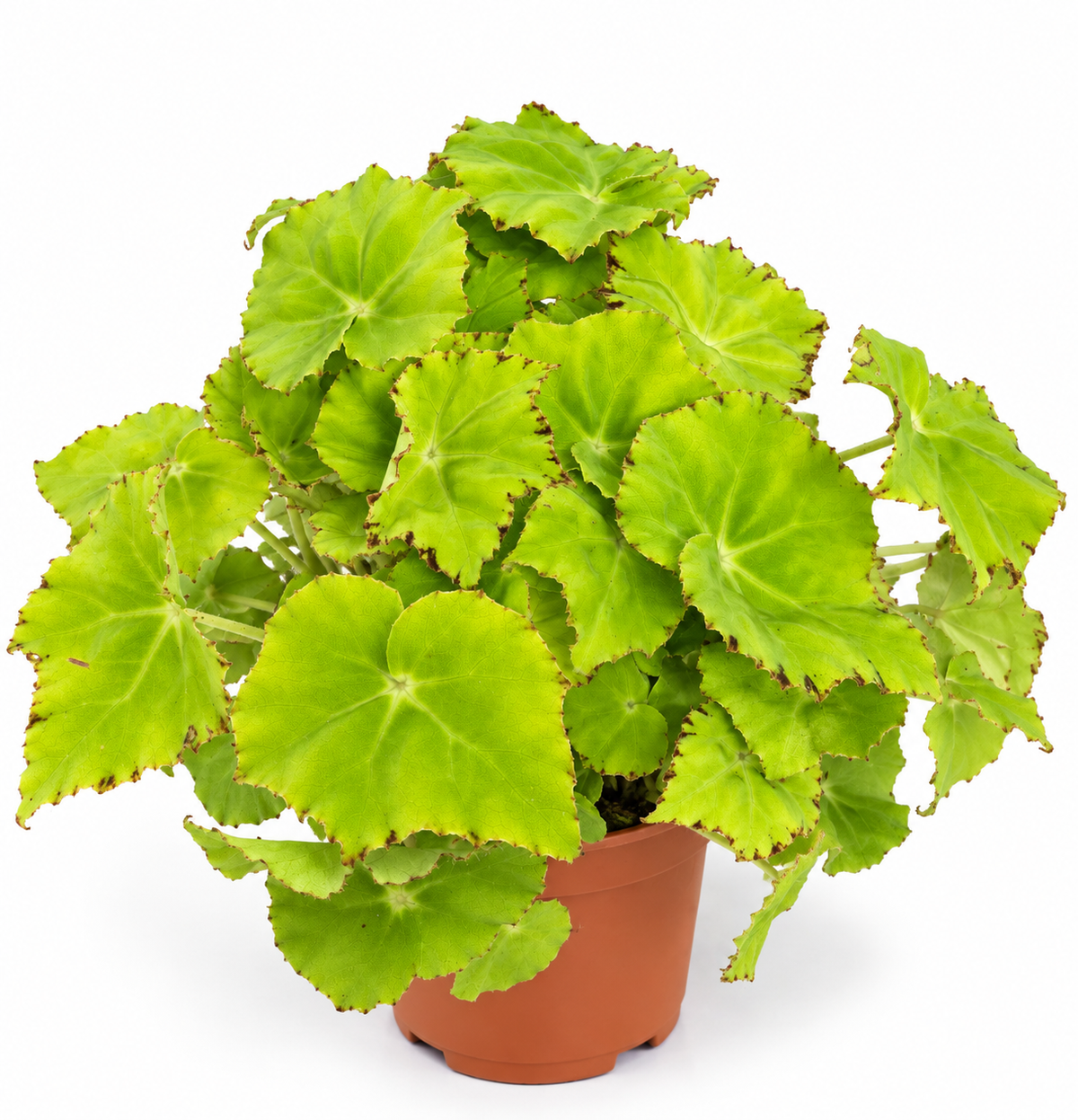 begonia beleaf lima love, begonia lima love, begonia beleaf, planta begonia lima love, begonia de hojas verdes y rosas, begonia de interior