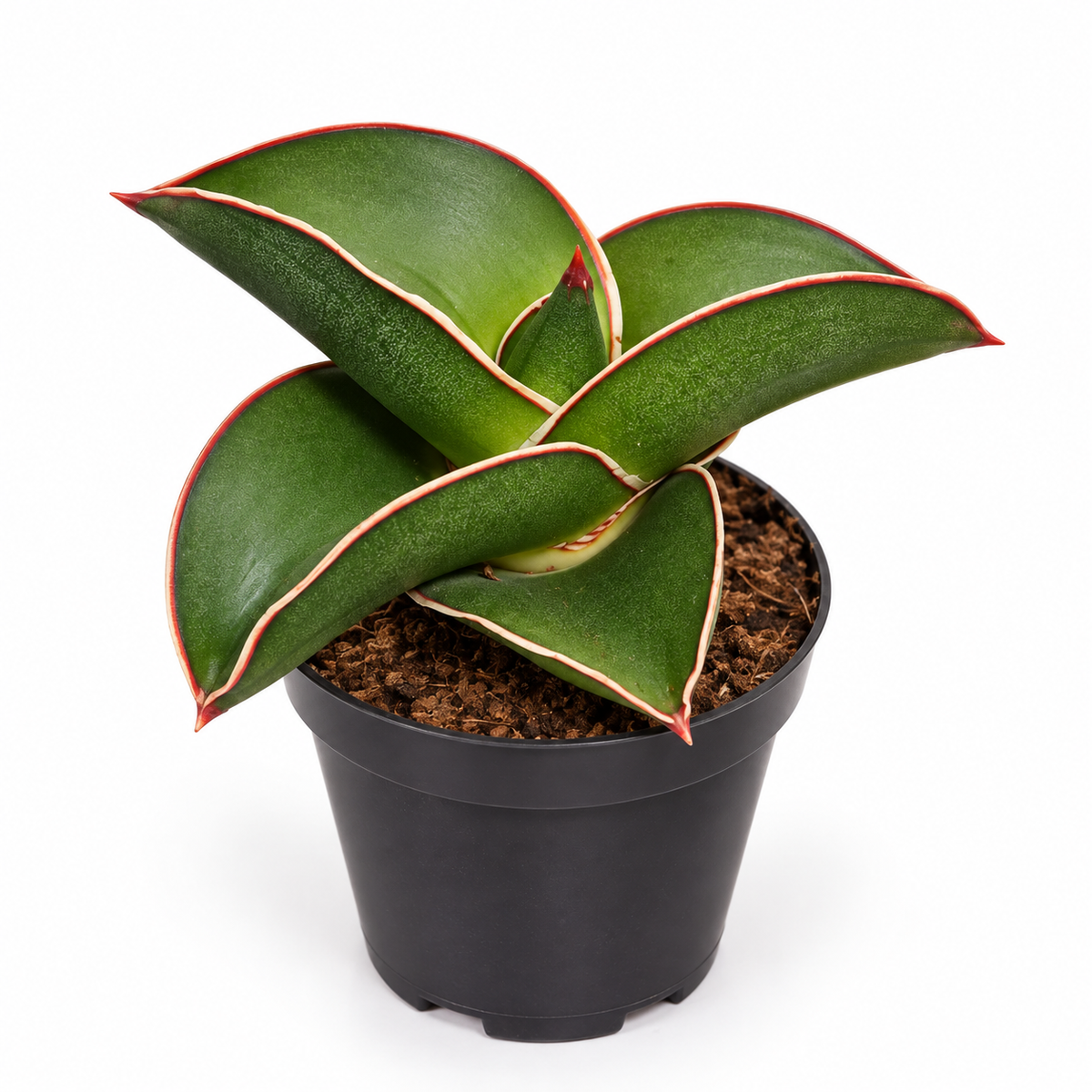 sansevieria mini samurai, sansevieria samurai, sansevieria mini, planta sansevieria samurai, sansevieria pequeña, sansevieria compacta