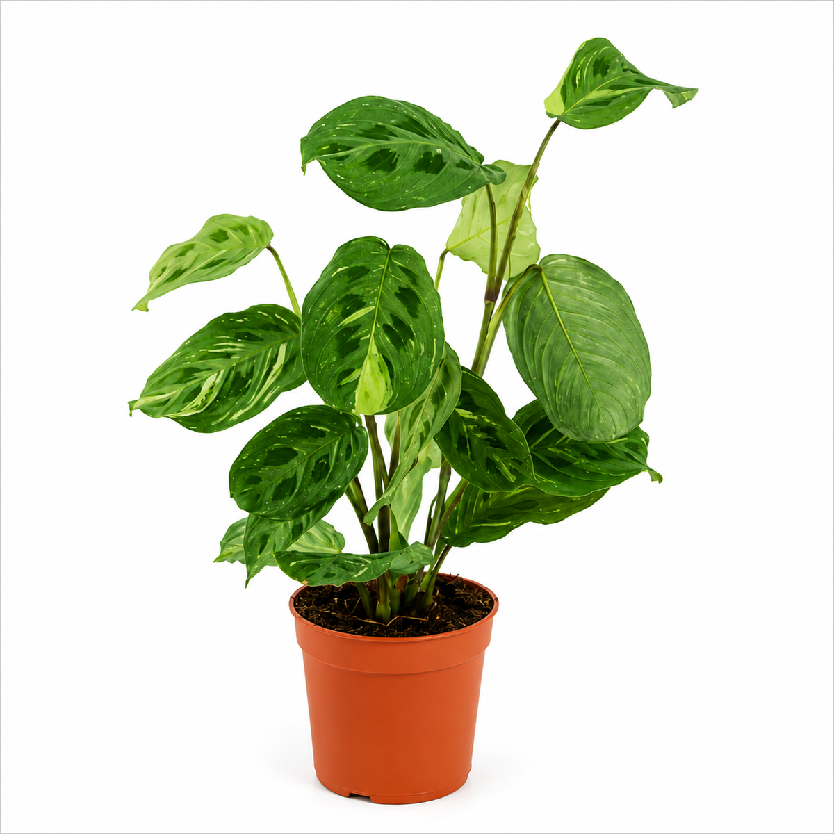 maranta kerchoveana variegata