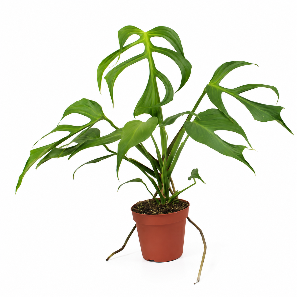 monstera burle marx