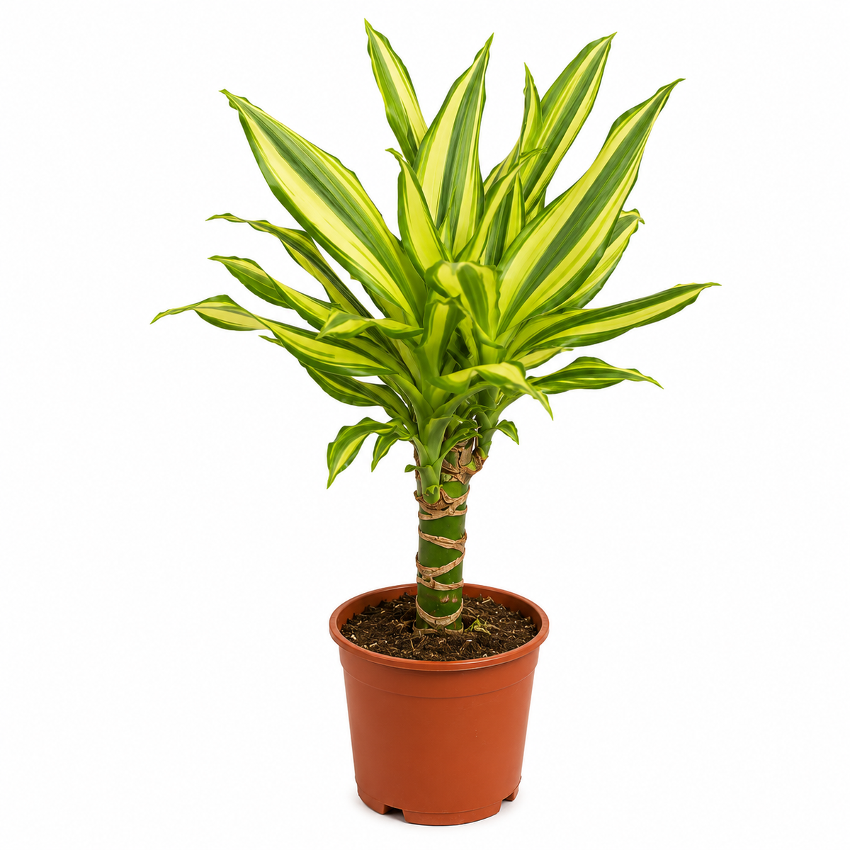 dracaena fragrans lemon lime