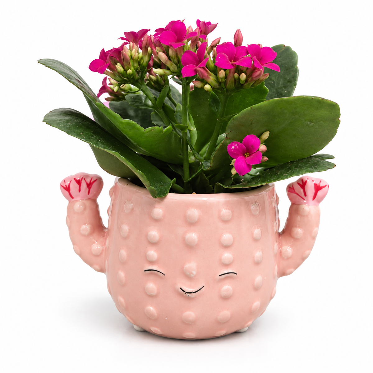 maceta cactus pequeña