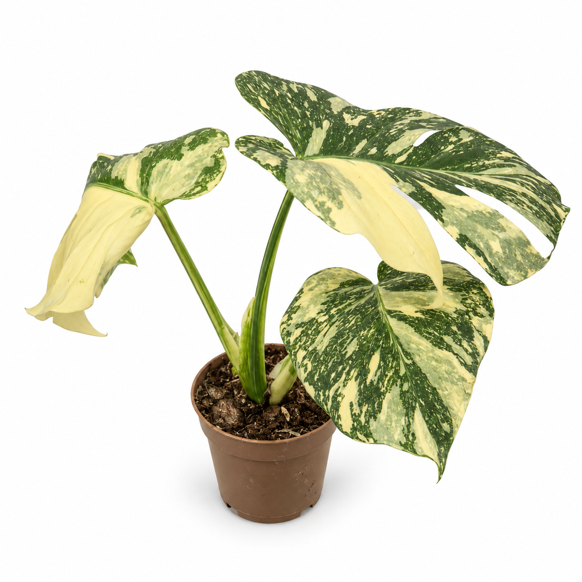 monstera thai constellation en maceta, planta de interior variegada