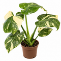 monstera thai constellation 11 cm, monstera deliciosa thai constellation
