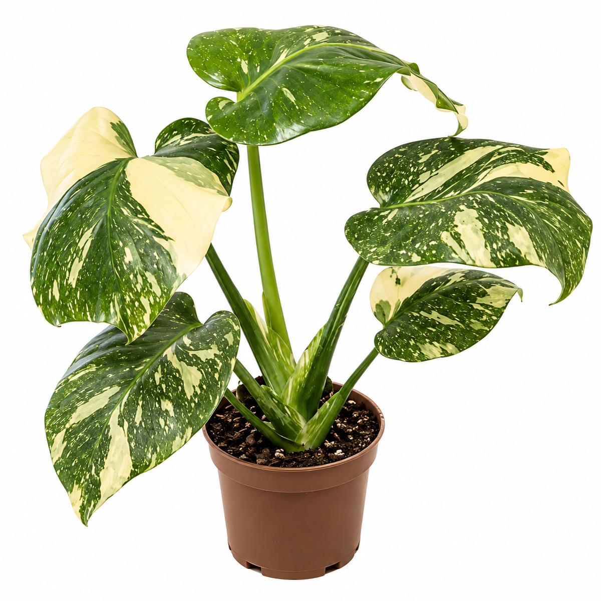 monstera thai constellation 11 cm, monstera deliciosa thai constellation