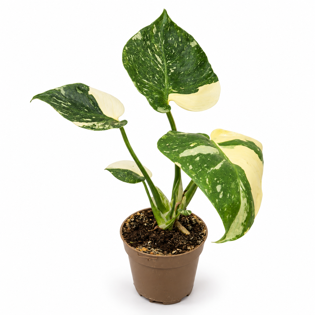 monstera variegada, planta monstera thai constellation