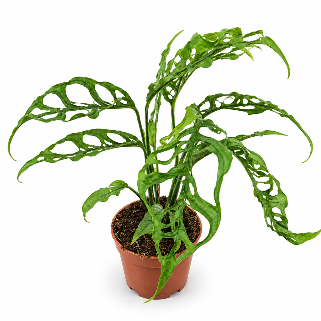 Monstera obliqua Peru, Monstera obliqua Peru planta