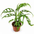 Monstera obliqua Peru, Monstera obliqua Peru planta