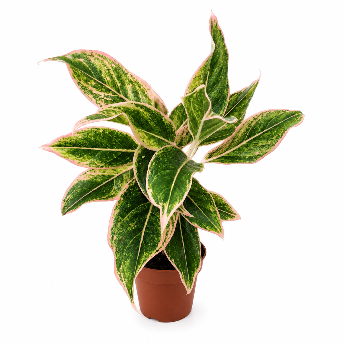 glaonema pink aurora planta