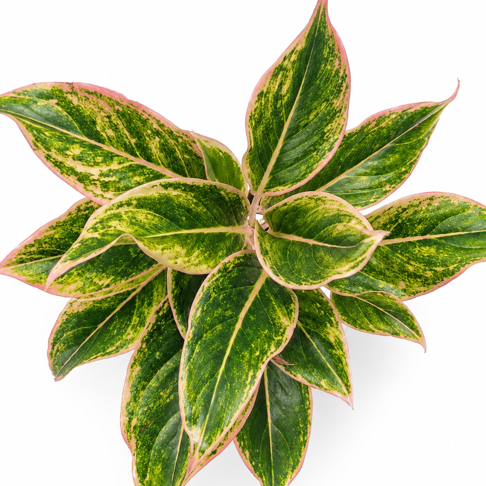 aglaonema pink aurora
