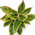 aglaonema pink aurora
