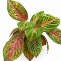 aglaonema olive red