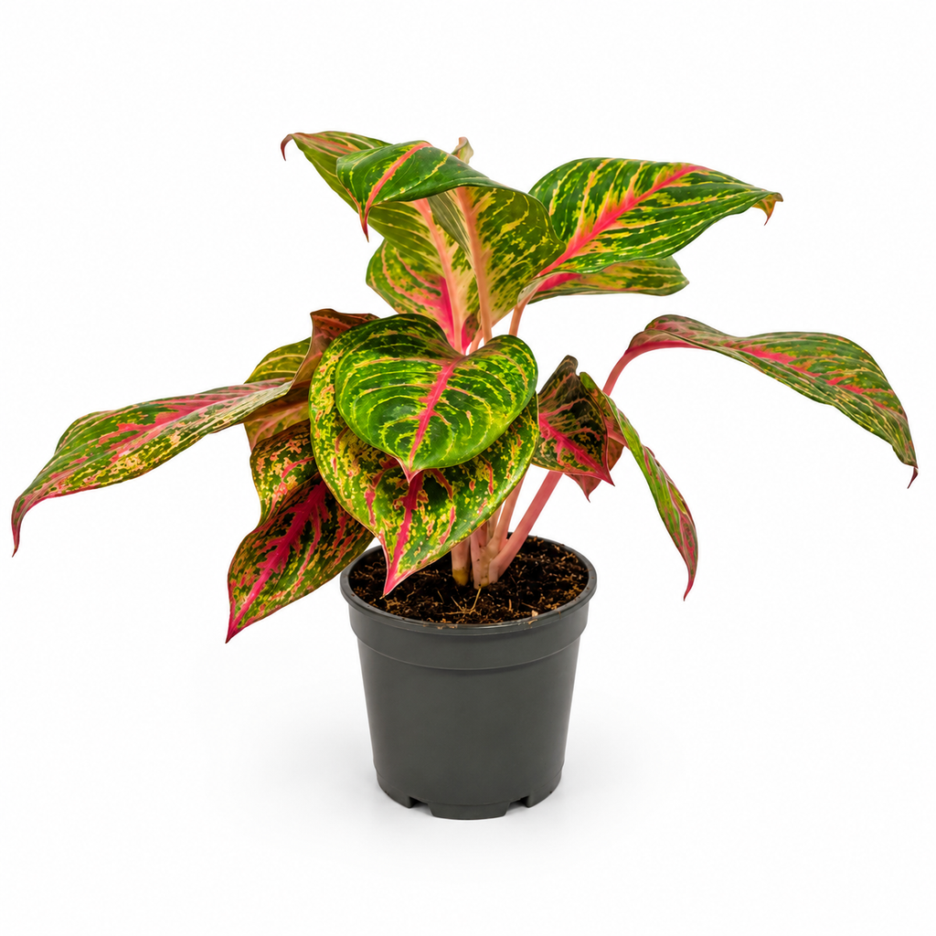 aglaonema olive red planta