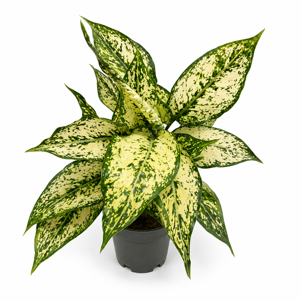 glaonema variegada
