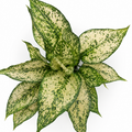 aglaonema white kiwi