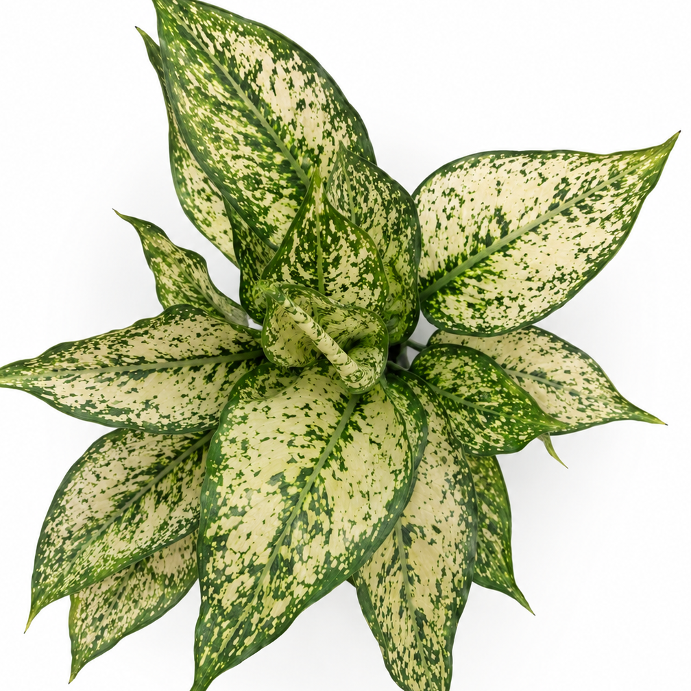 aglaonema white kiwi
