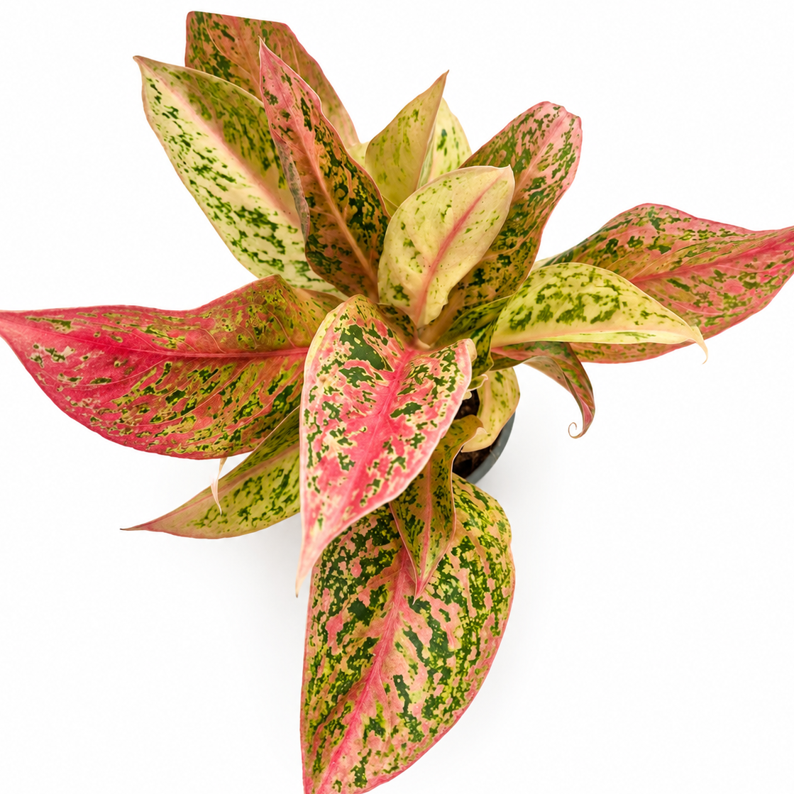 aglaonema prestige planta