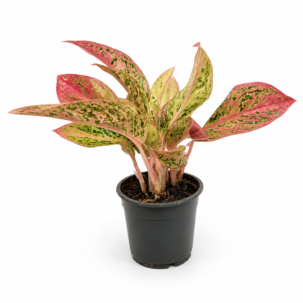 aglaonema verde, aglaonema tropical, planta aglaonema