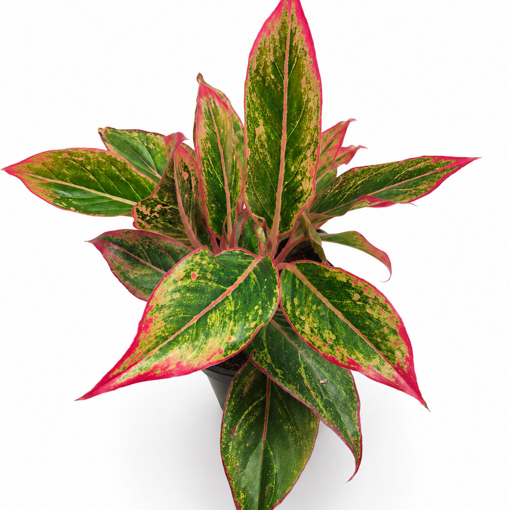glaonema crete flame, aglaonema crete flame planta,