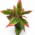glaonema crete flame, aglaonema crete flame planta,