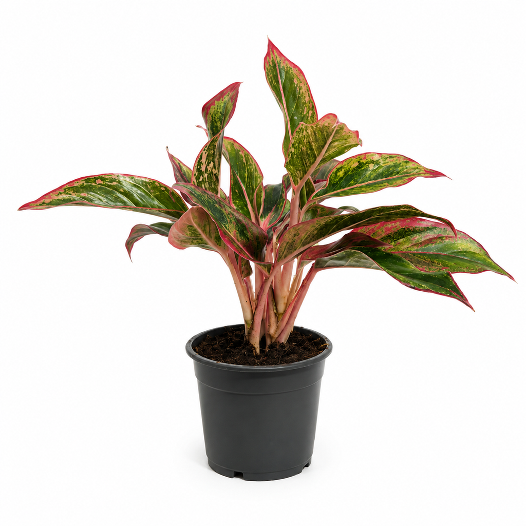 planta decorativa de interior, planta de interior colorida, aglaonema ornamental