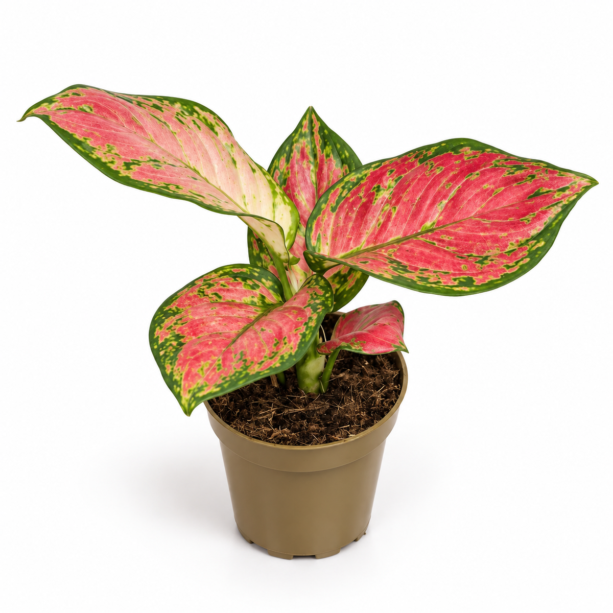 aglaonema pinky promise, aglaonema pinky promise planta