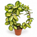 hoya carnosa lisa, hoya carnosa lisa planta, hoya carnosa