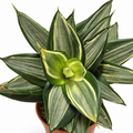 sansevieria diamond hahnii, sansevieria diamond hahnii planta