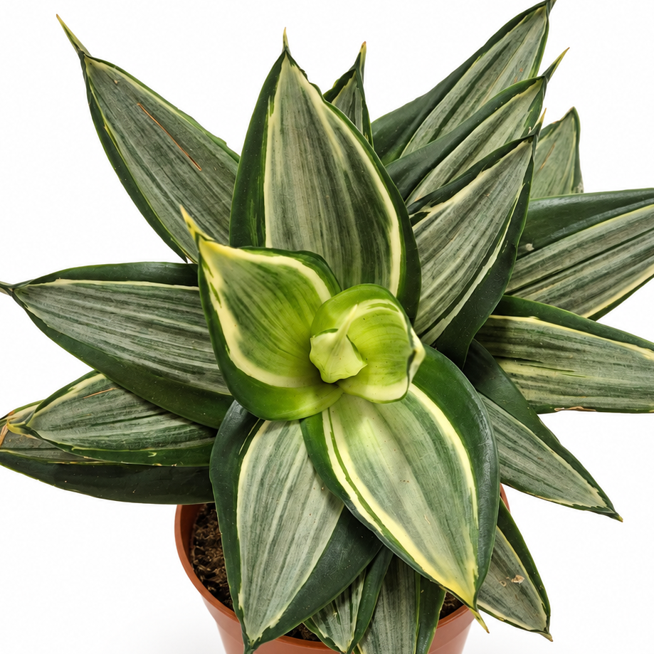 sansevieria diamond hahnii, sansevieria diamond hahnii planta