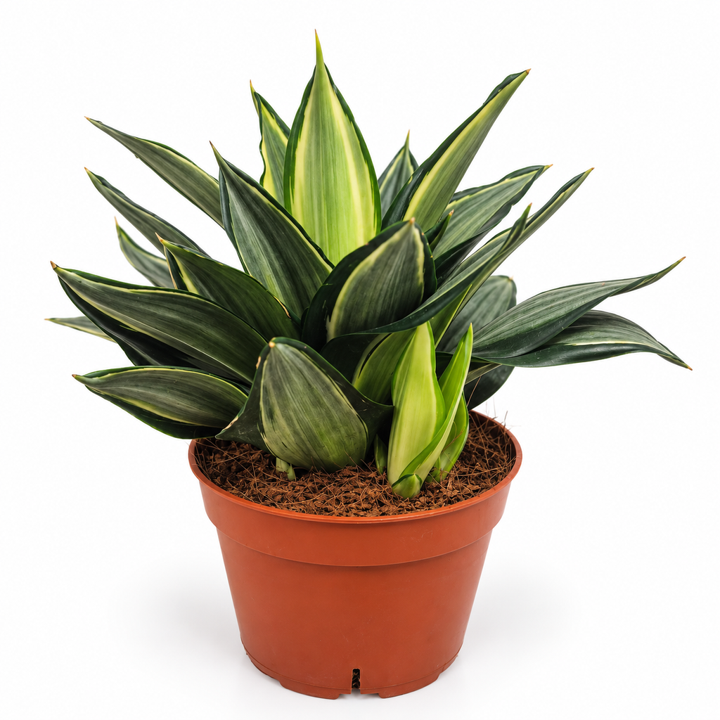 sansevieria hahnii, sansevieria compacta, planta sansevieria pequeña