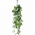 scindapsus silver ann, scindapsus silver ann planta, scindapsus silver ann 1,10 m