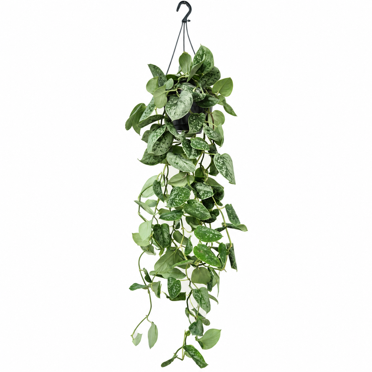 scindapsus silver ann, scindapsus silver ann planta, scindapsus silver ann 1,10 m