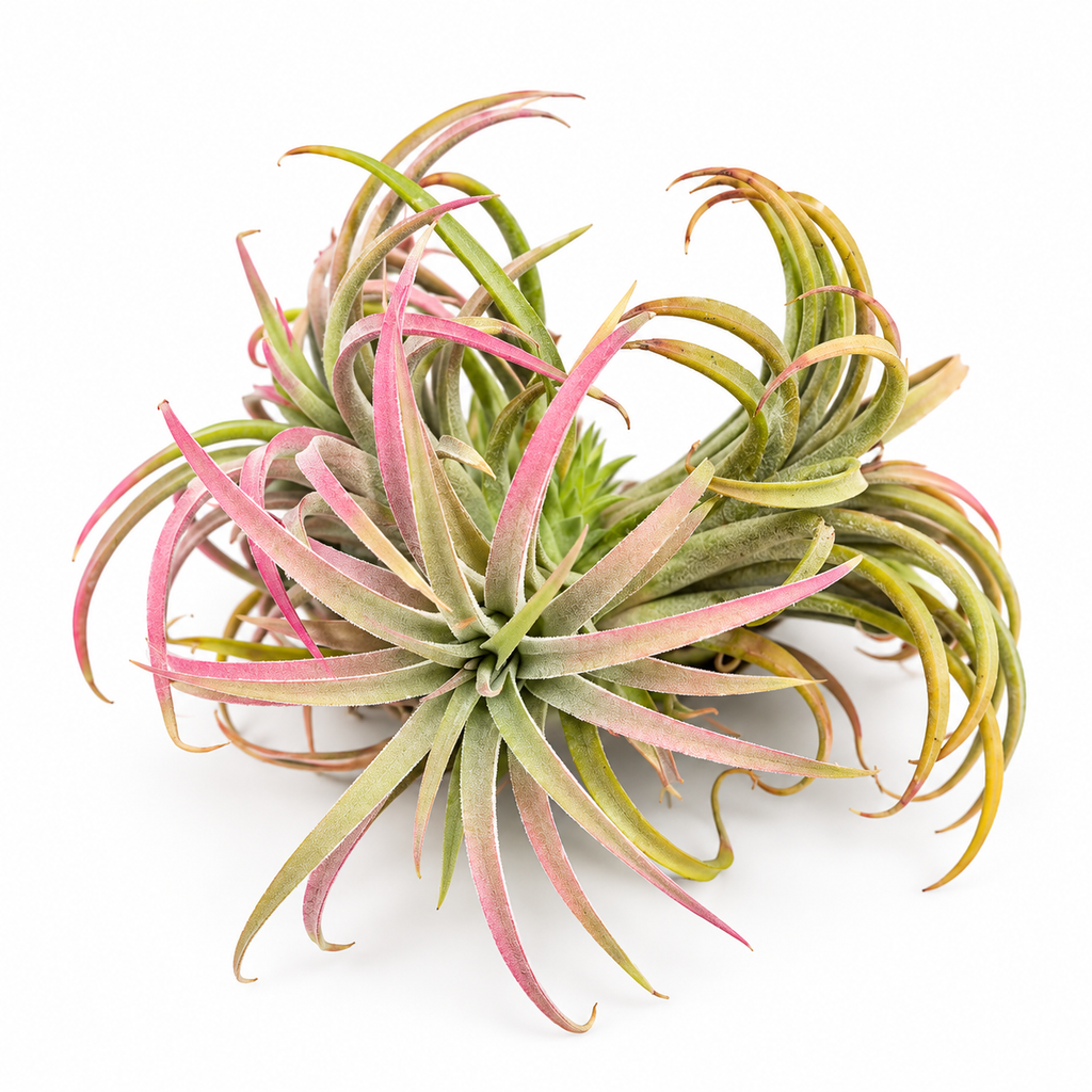 planta de aire sin maceta, tillandsia ionantha planta, tillandsia de interior, planta epífita, planta de aire decorativa