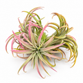 planta de aire sin maceta, tillandsia ionantha planta, tillandsia de interior, planta epífita, planta de aire decorativa