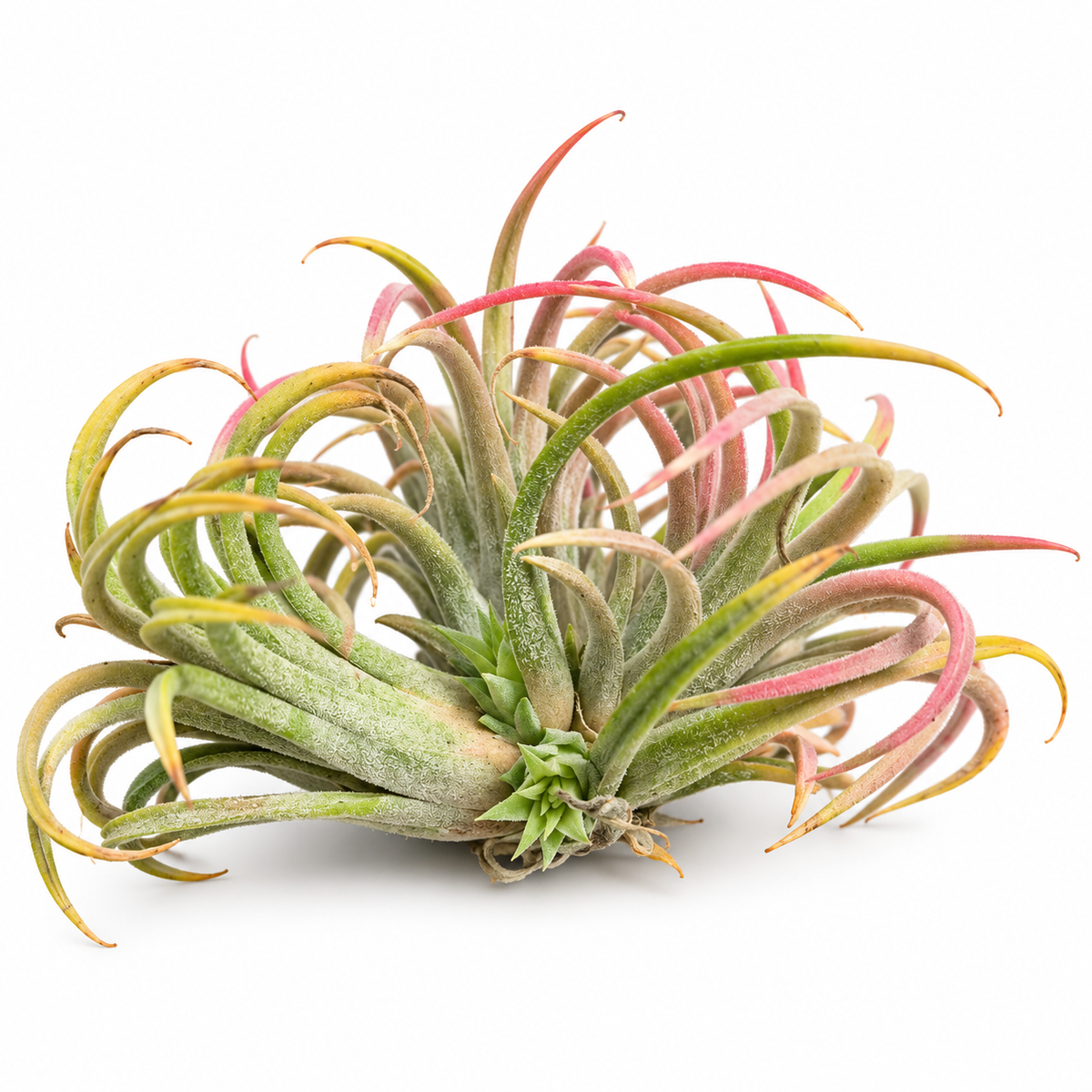 tillandsia ionantha, planta de aire tillandsia ionantha, tillandsia ionantha sin tierra