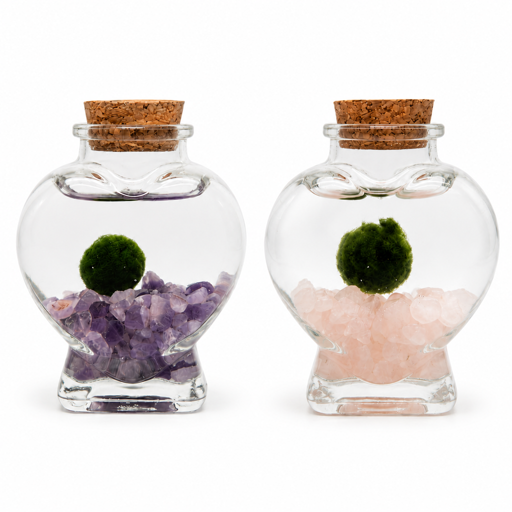 marimo love amatista