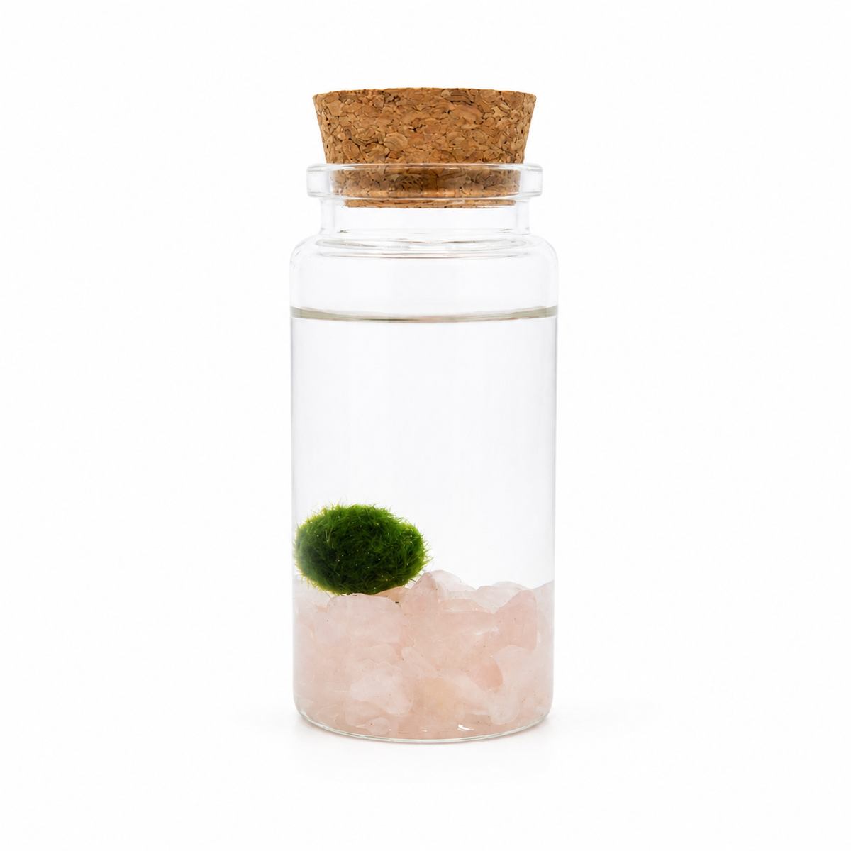 marimo en botella de cristal