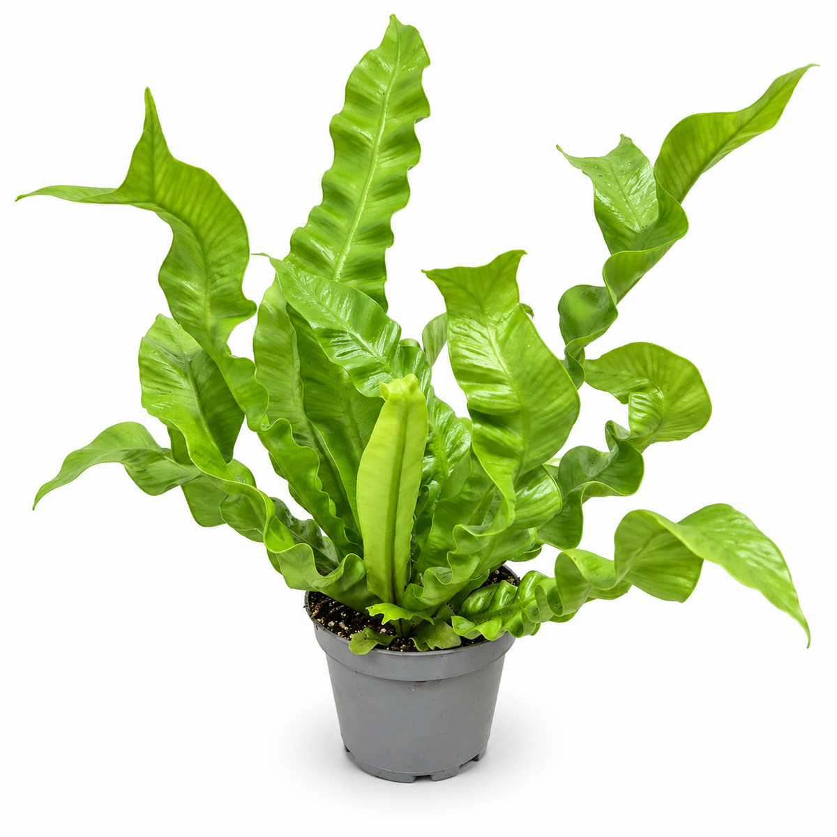 helecho rizado crispy wave, helecho ondulado, asplenium crispy wave, planta de interior