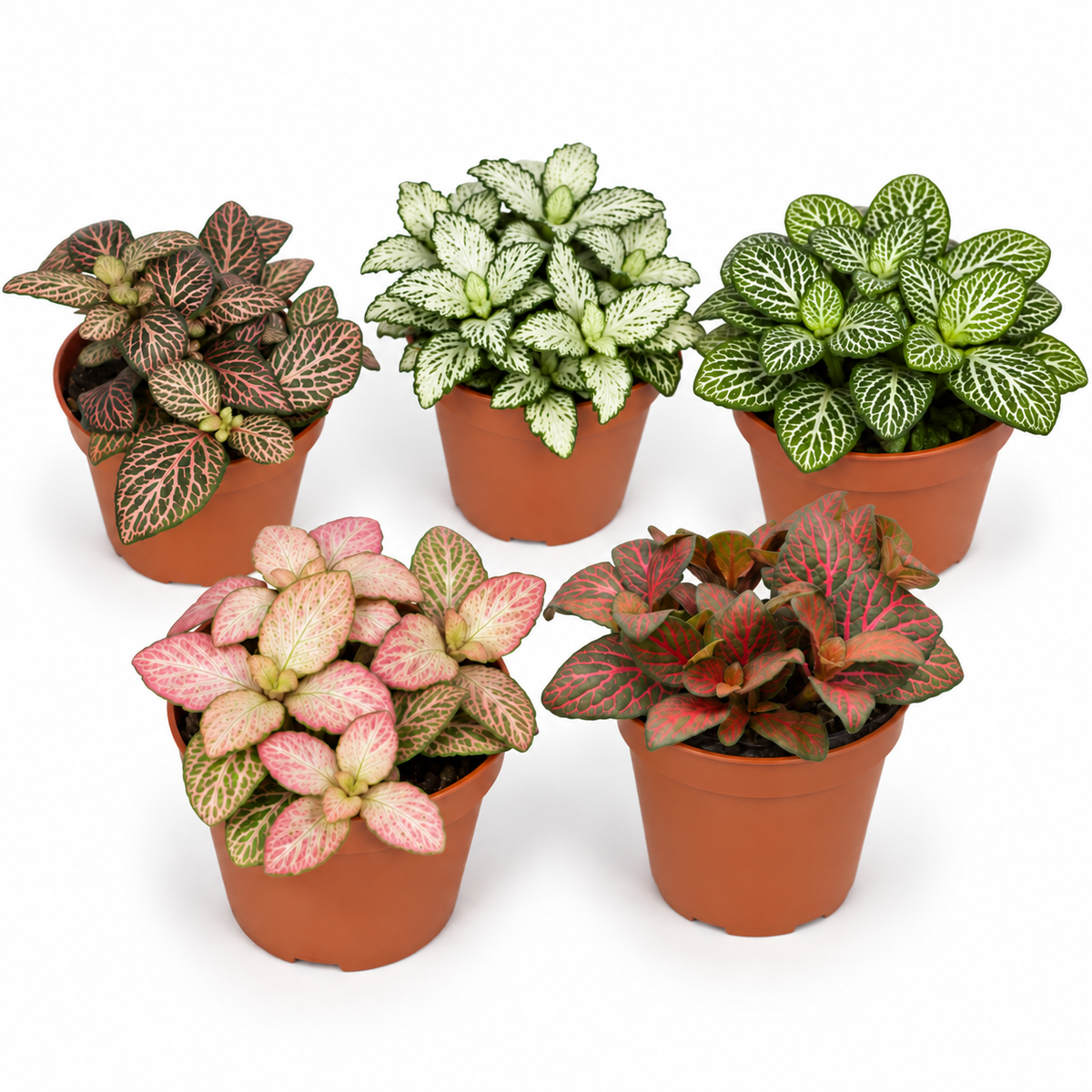 fittonia de diferentes colores, fittonia planta de interior