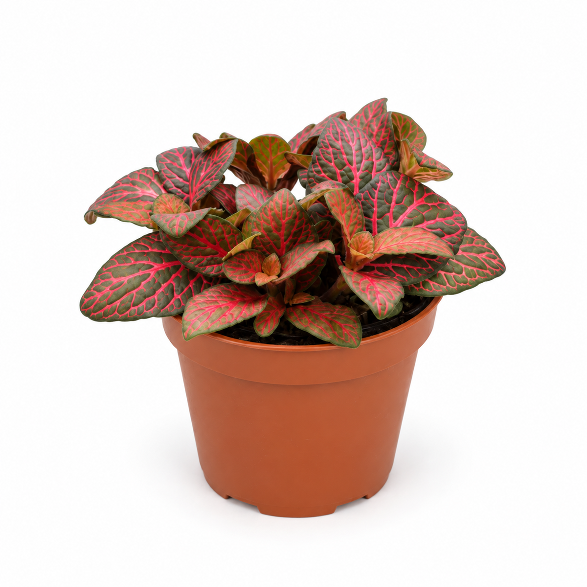 fittonia rosa, fittonia roja, fittonia verde y blanca