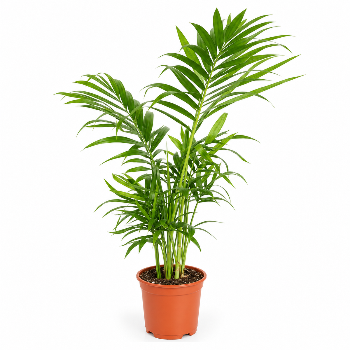 chamadorea elegans palmerita de la suerte planta interior