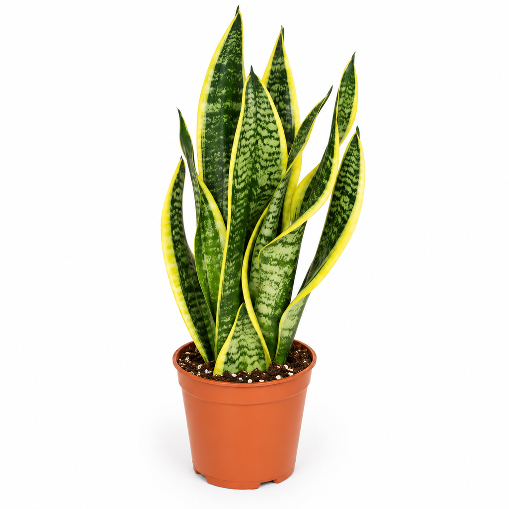 sansevieria-trifasciata-planta-interior