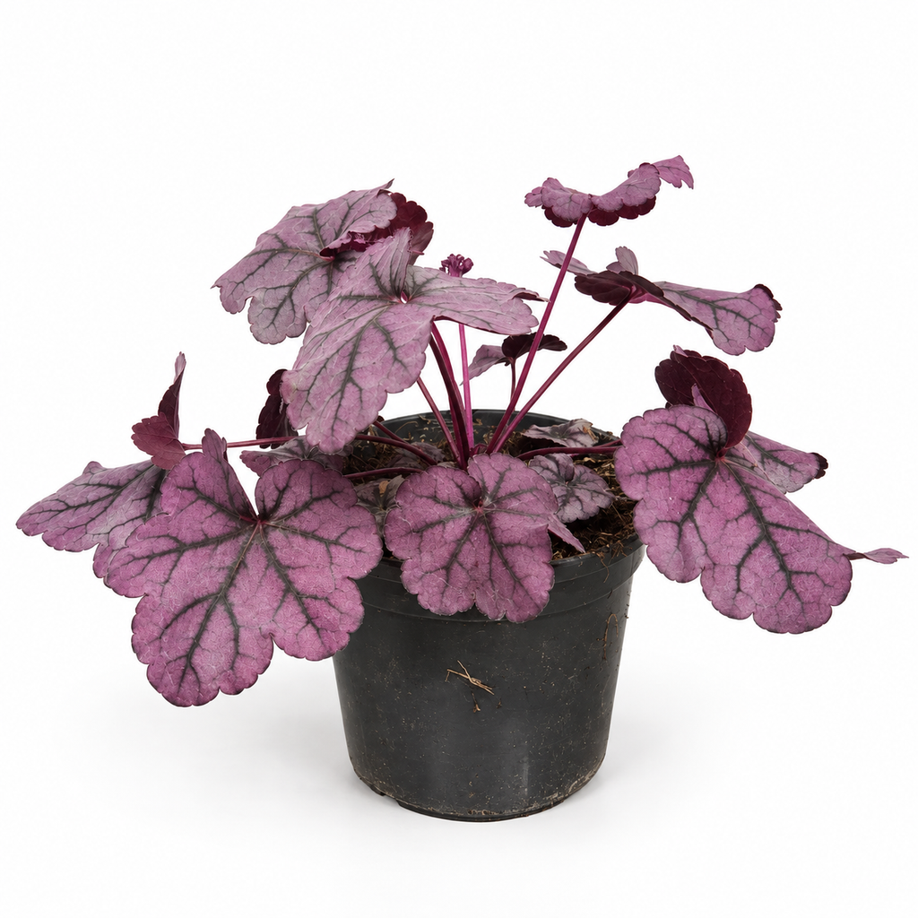 heuchera planta petfriendly animal