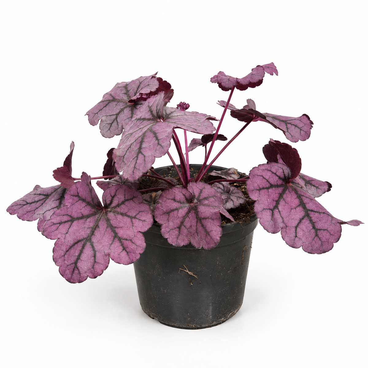 heuchera planta petfriendly animal