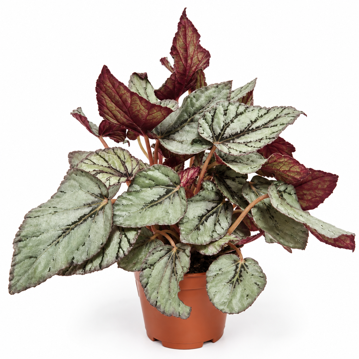 begonia-rex-artic-breeze