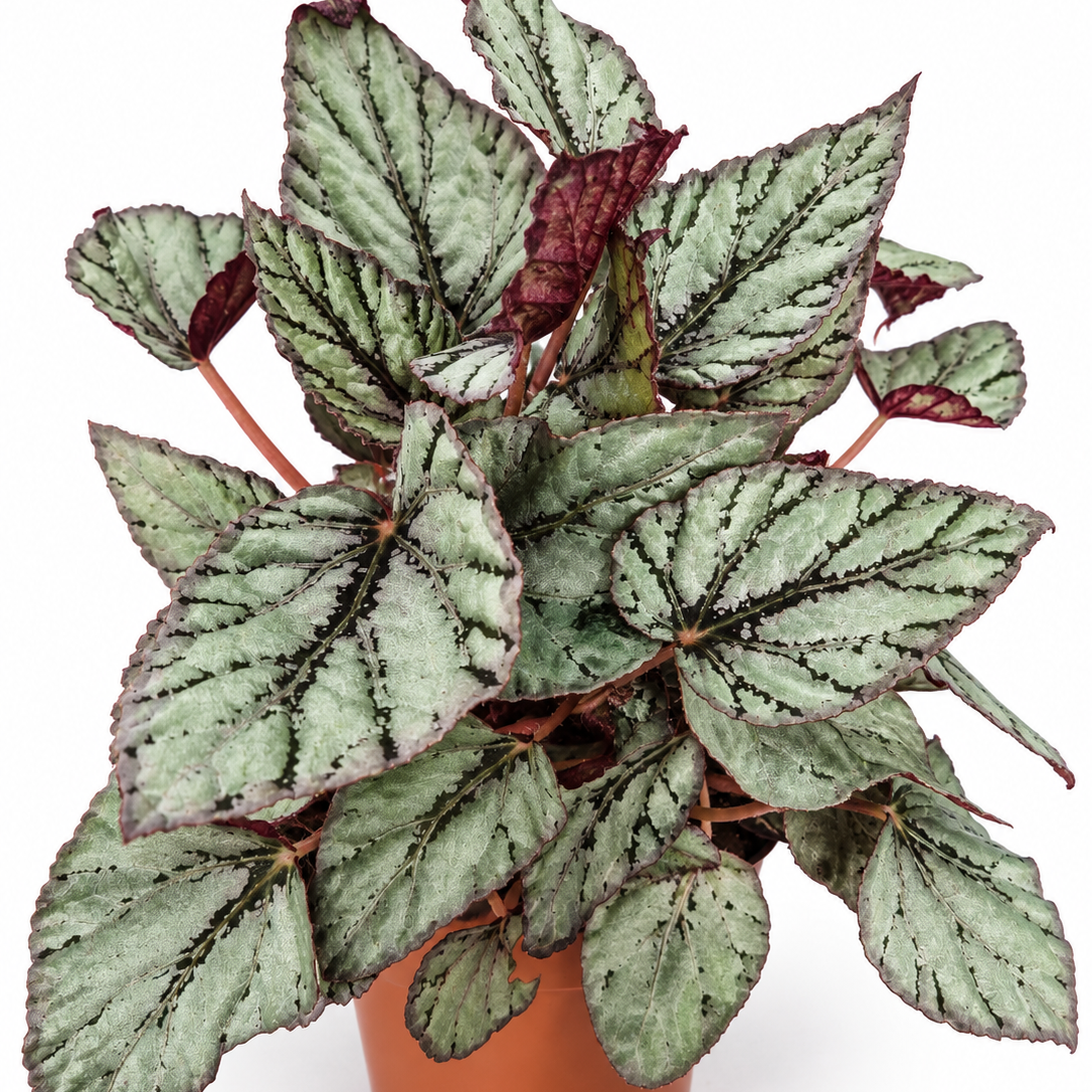 begonia-artic-breeze-hojas