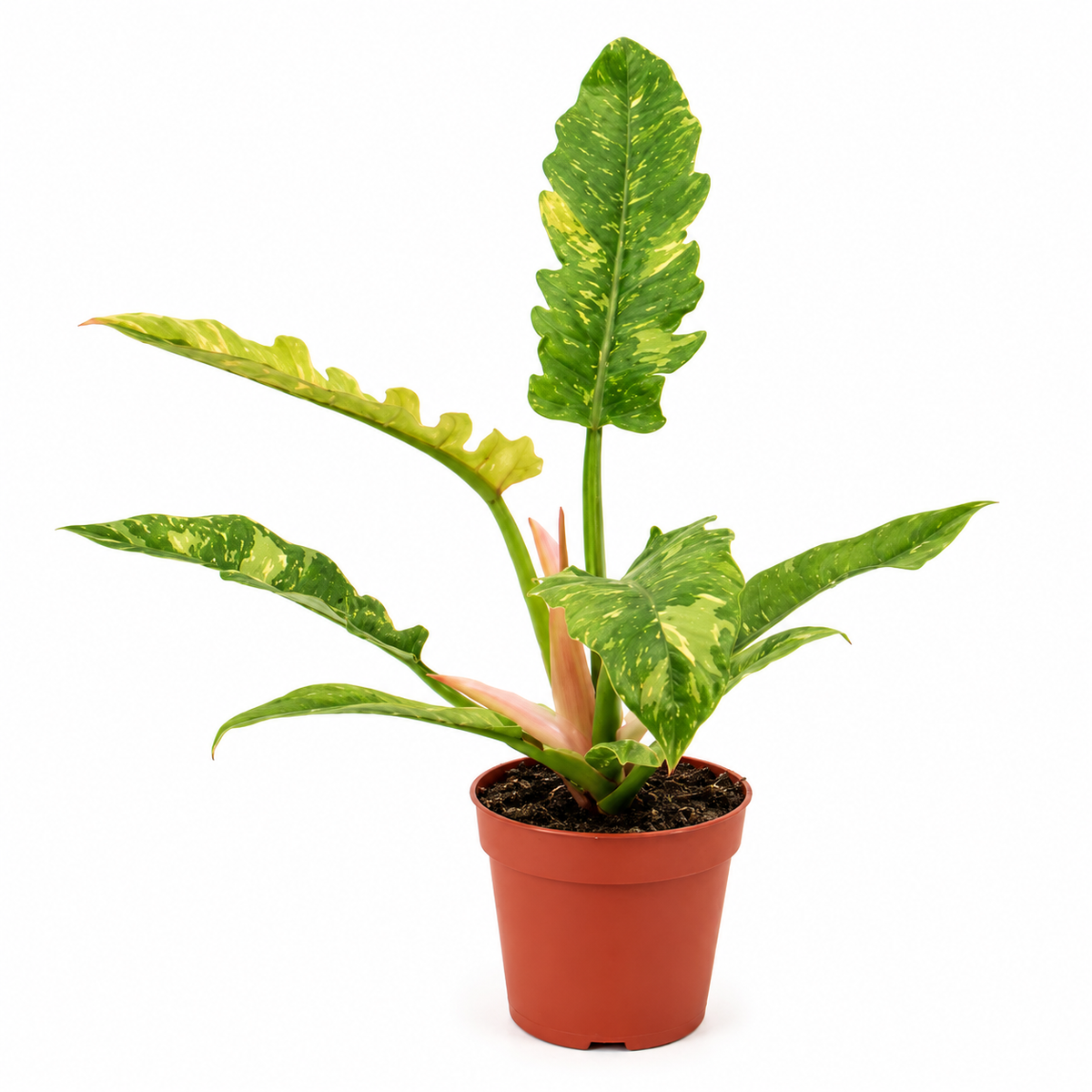 philodendron ring of fire