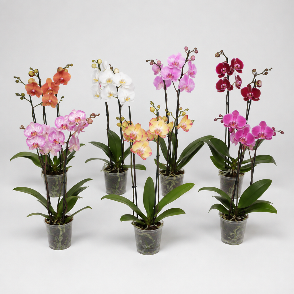 orquidea colores
