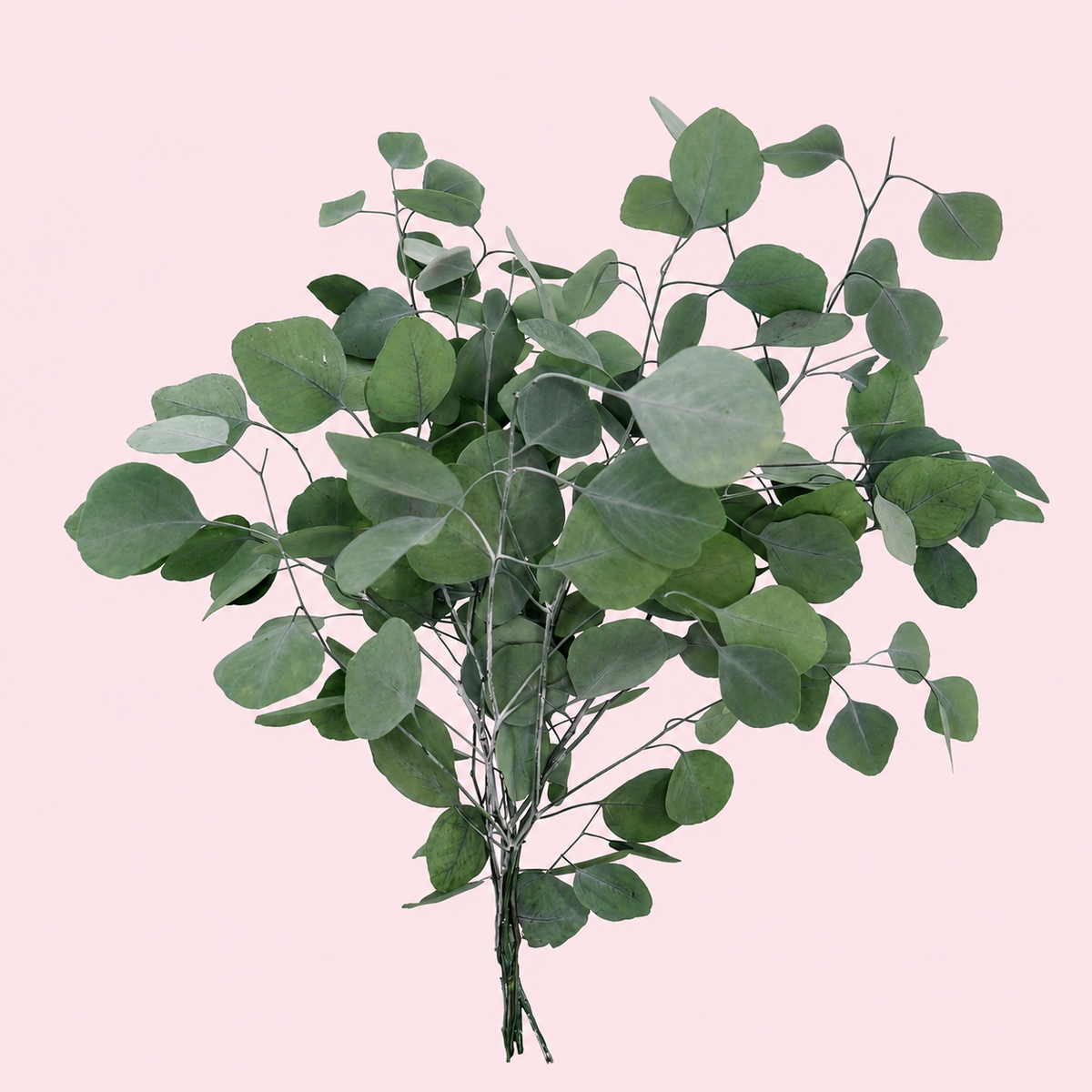 eucalipto populus verde preservado flor seco